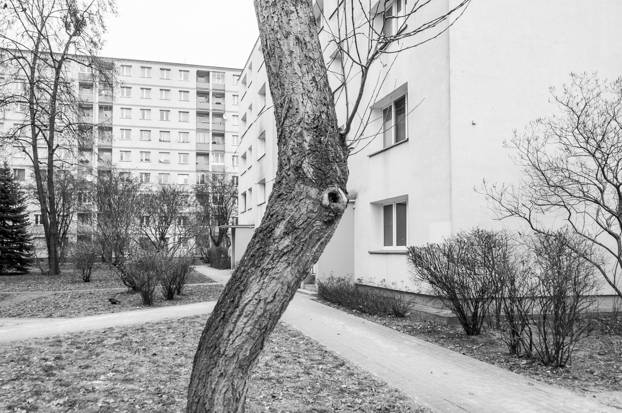 Adam Mazek Photography Warsaw 2021. Post: "Cinema vs. Literature." Minimalism. Tree.