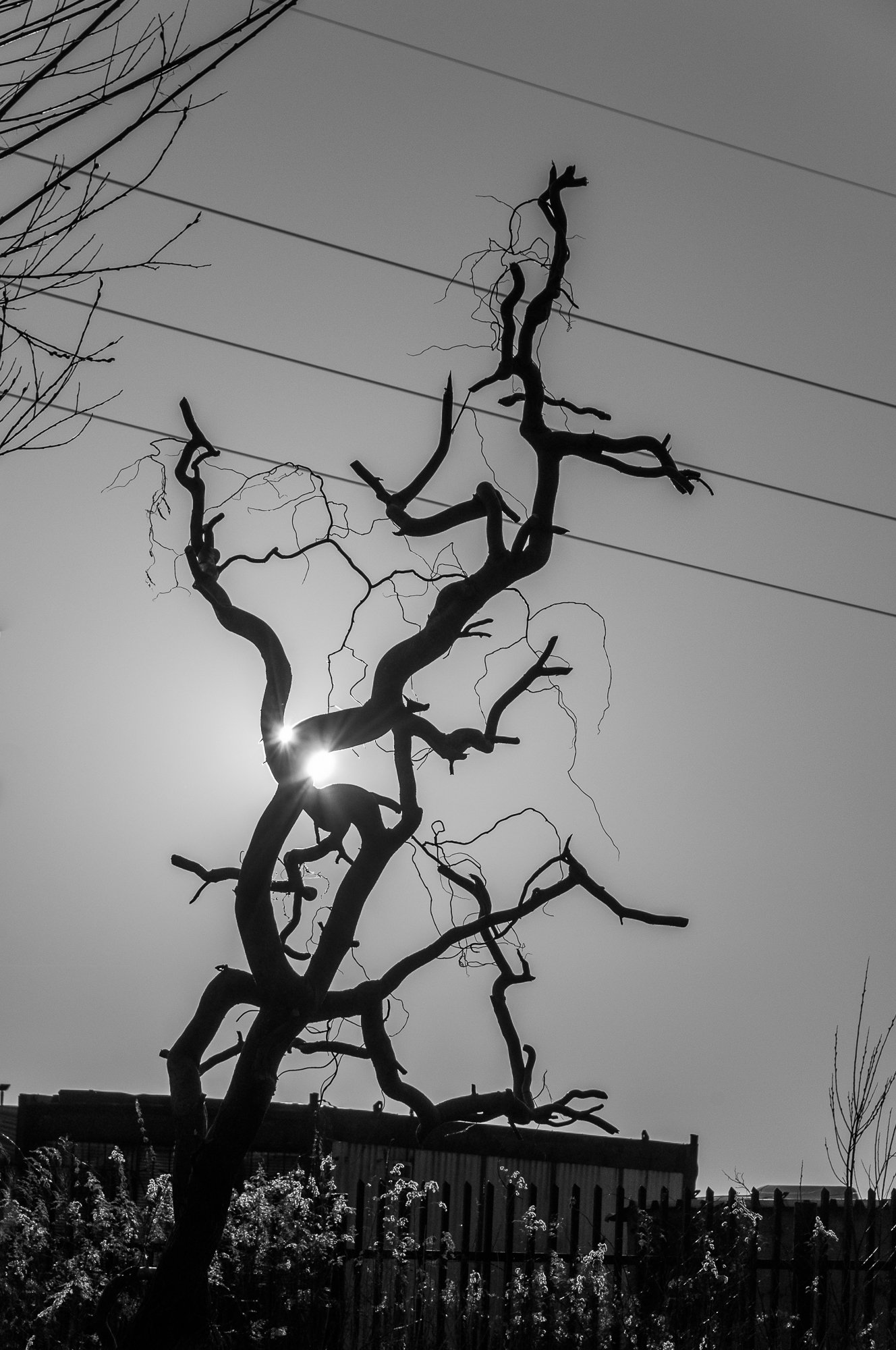 Adam Mazek Photography Warsaw 2021. Post: "Where the streets have no name." Minimalism. Bonsai tree.