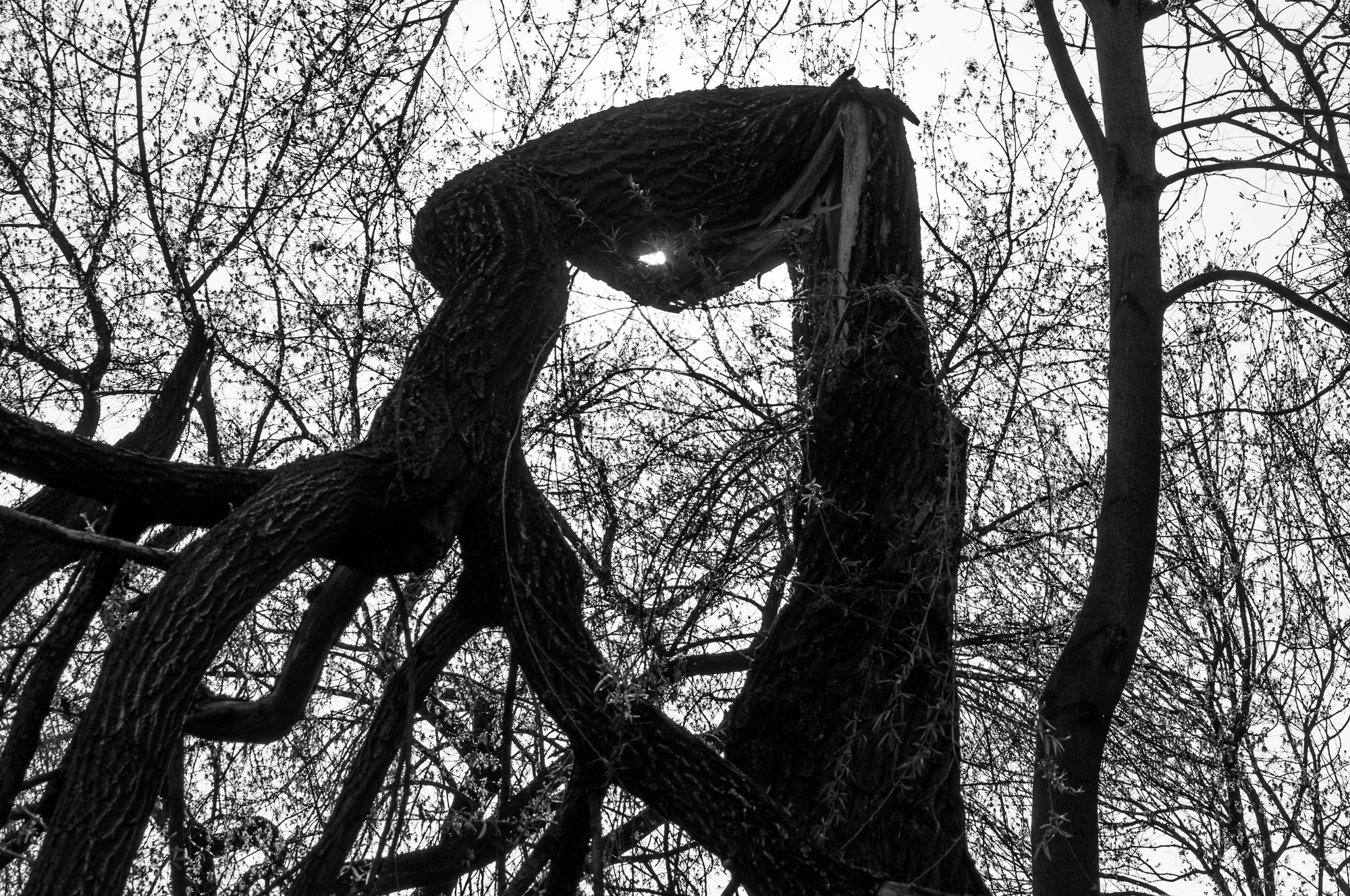 Adam Mazek Photography Warsaw 2021. Post: "The first man-made object in space." Abstraction. Creepy tree.