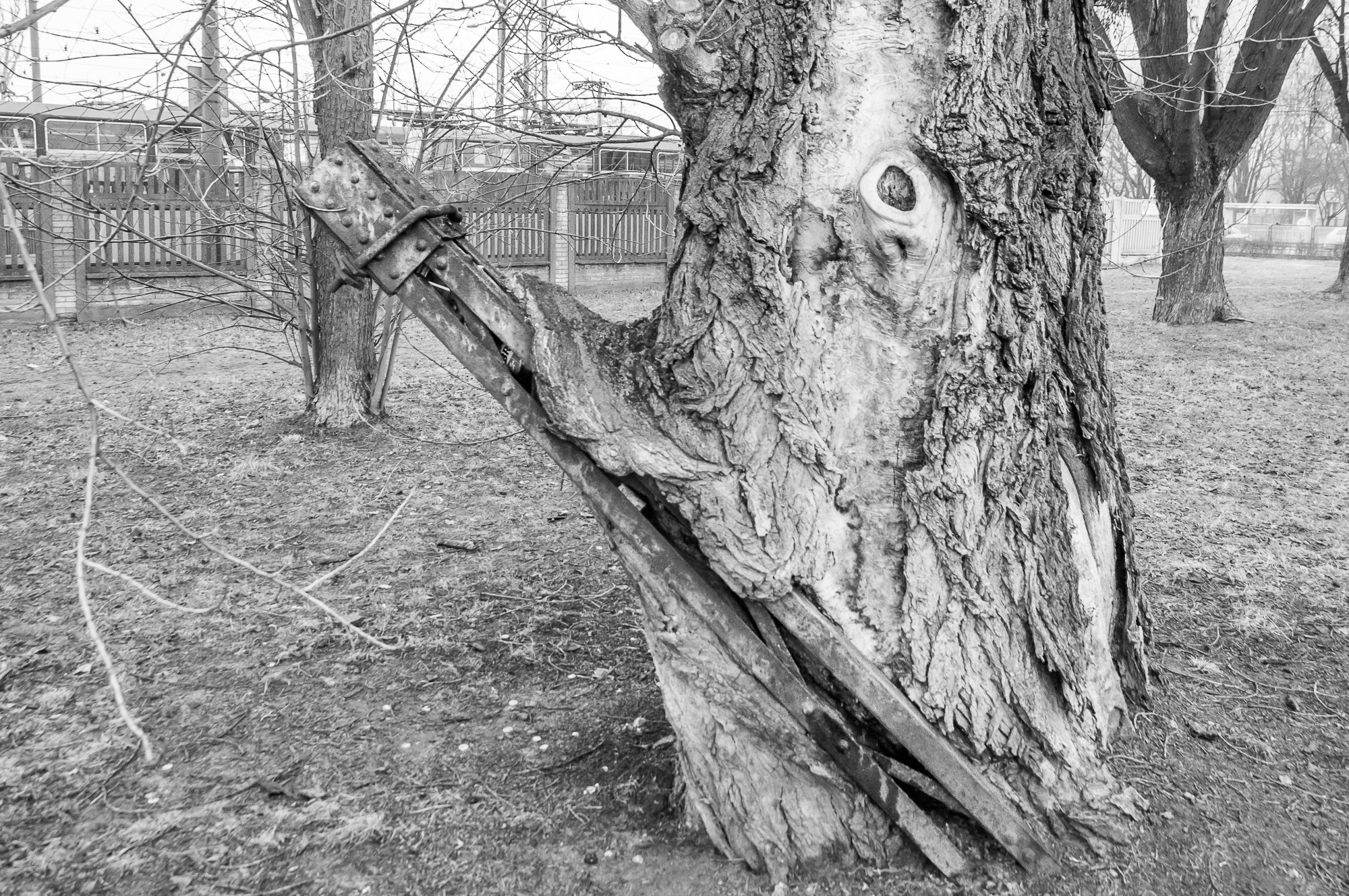 Adam Mazek Photography Warsaw 2021. Post: "The golden cage." Minimalism. Creepy tree.