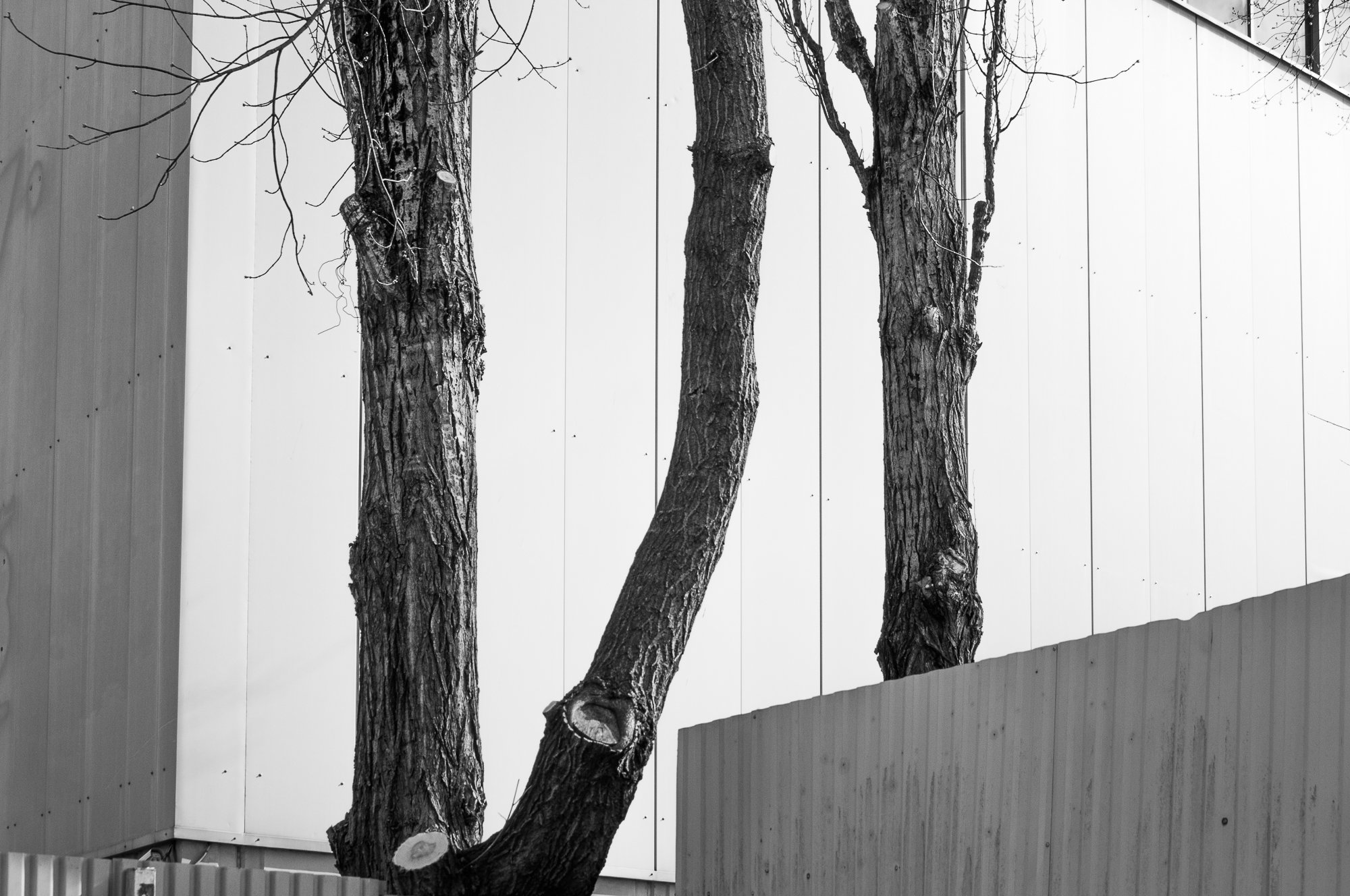 Adam Mazek Photography Warsaw 2021. Post: "The golden cage." Minimalism. Tree.