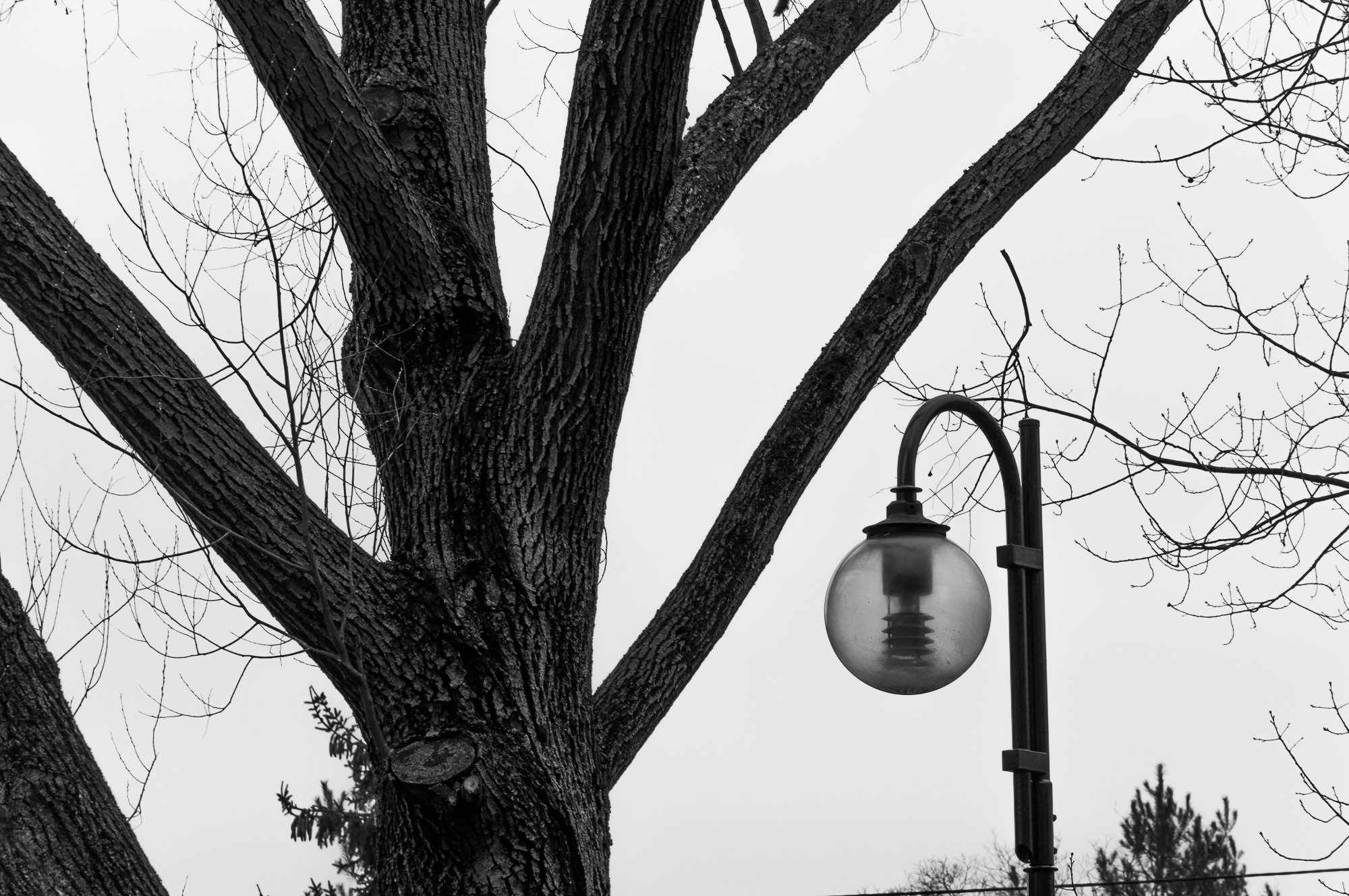 Adam Mazek Photography Warsaw 2021. Post: "Each subsequent day." Minimalism. Street lamp and tree.