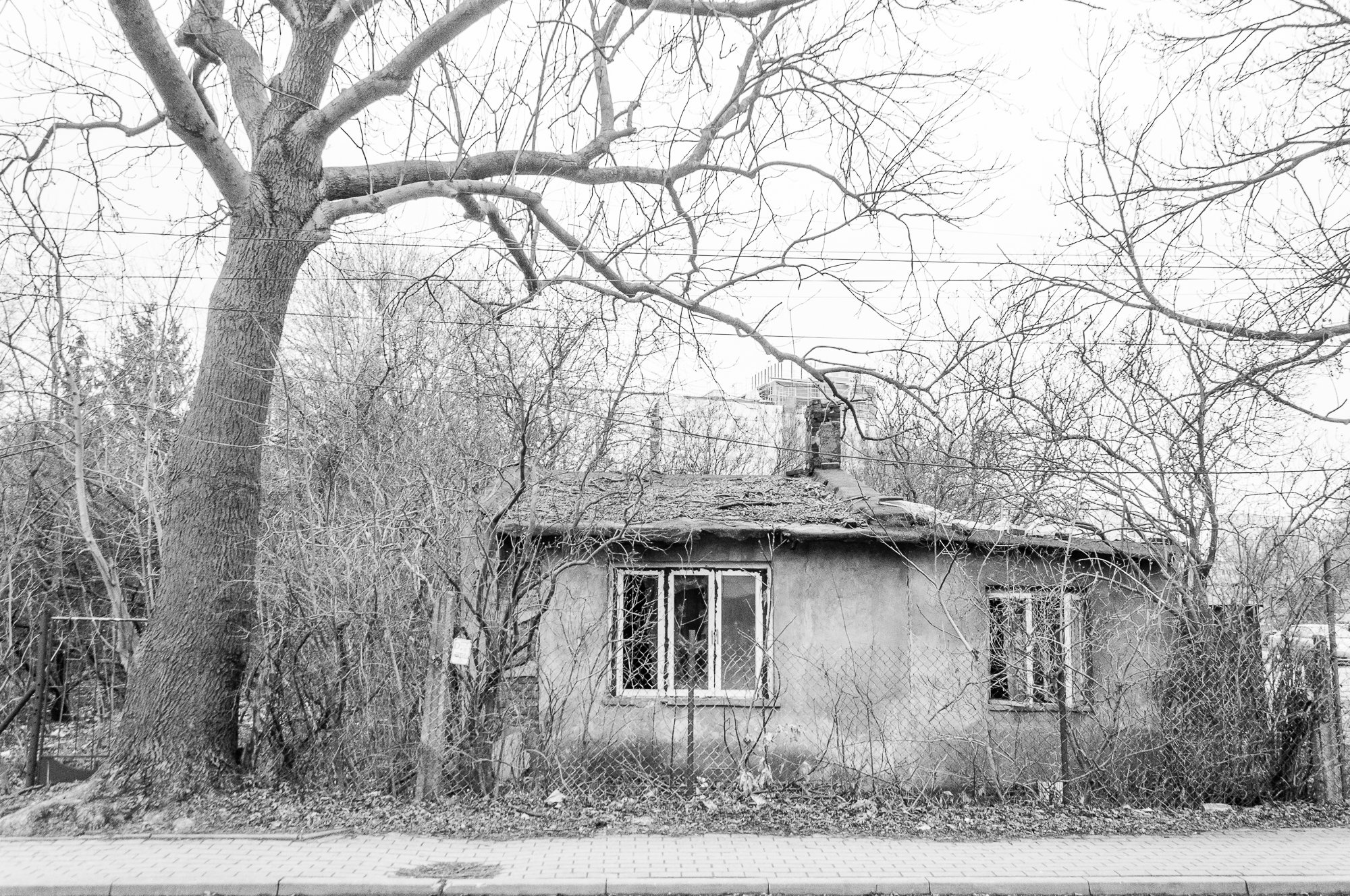 Adam Mazek Photography Warsaw 2021. Post: "Welfare kills." Minimalism. Ruined house and tree.