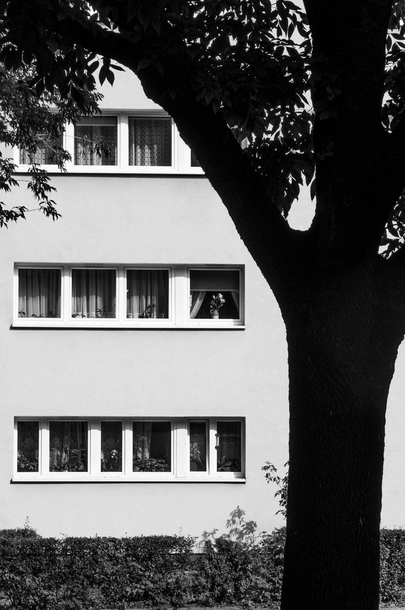 Adam Mazek Photography 2021. Warsaw Street Photography. Post: "Why do I take pictures?" Minimalism. Tree and windows.