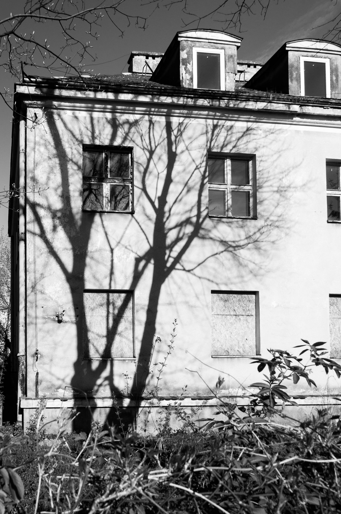 Adam Mazek Photography 2021. Warsaw Street Photography. Post: "Why do I take pictures?" Minimalism. Shadow of the tree.