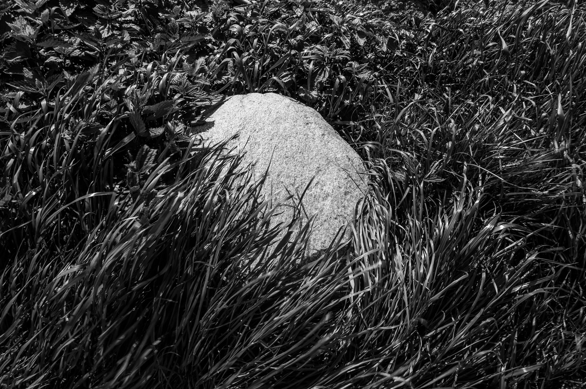 Adam Mazek Photography 2021. Warsaw Street Photography. Post: "I'm an alligator.” Minimalism. Stone.