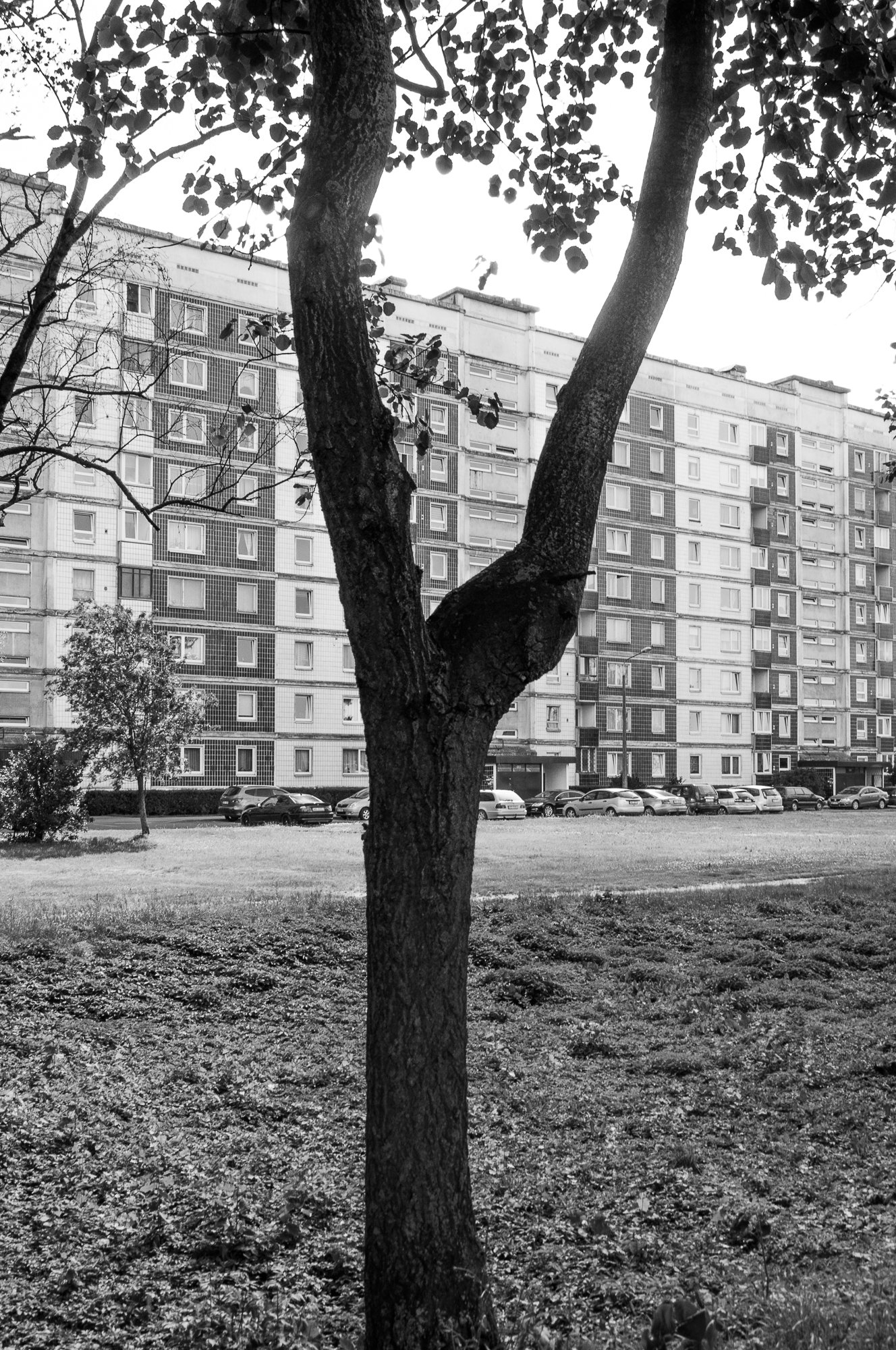 Adam Mazek Photography 2021. Post: "Start listening to yourself." Riga street photography. Tree.