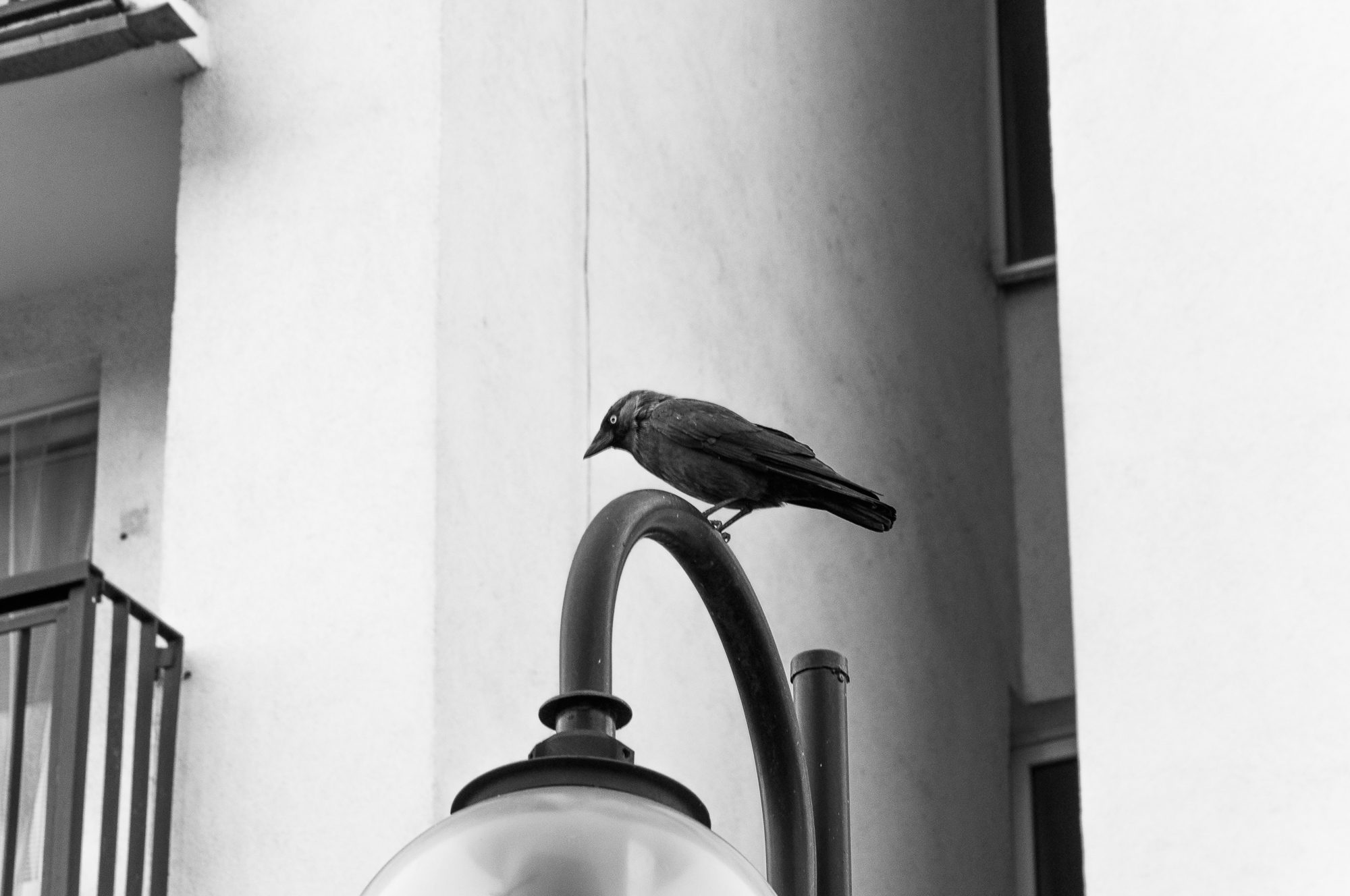 Adam Mazek Photography 2021. Warsaw Street Photography. Post: "I believe that goodness will prevail." Minimalism. Little bird.