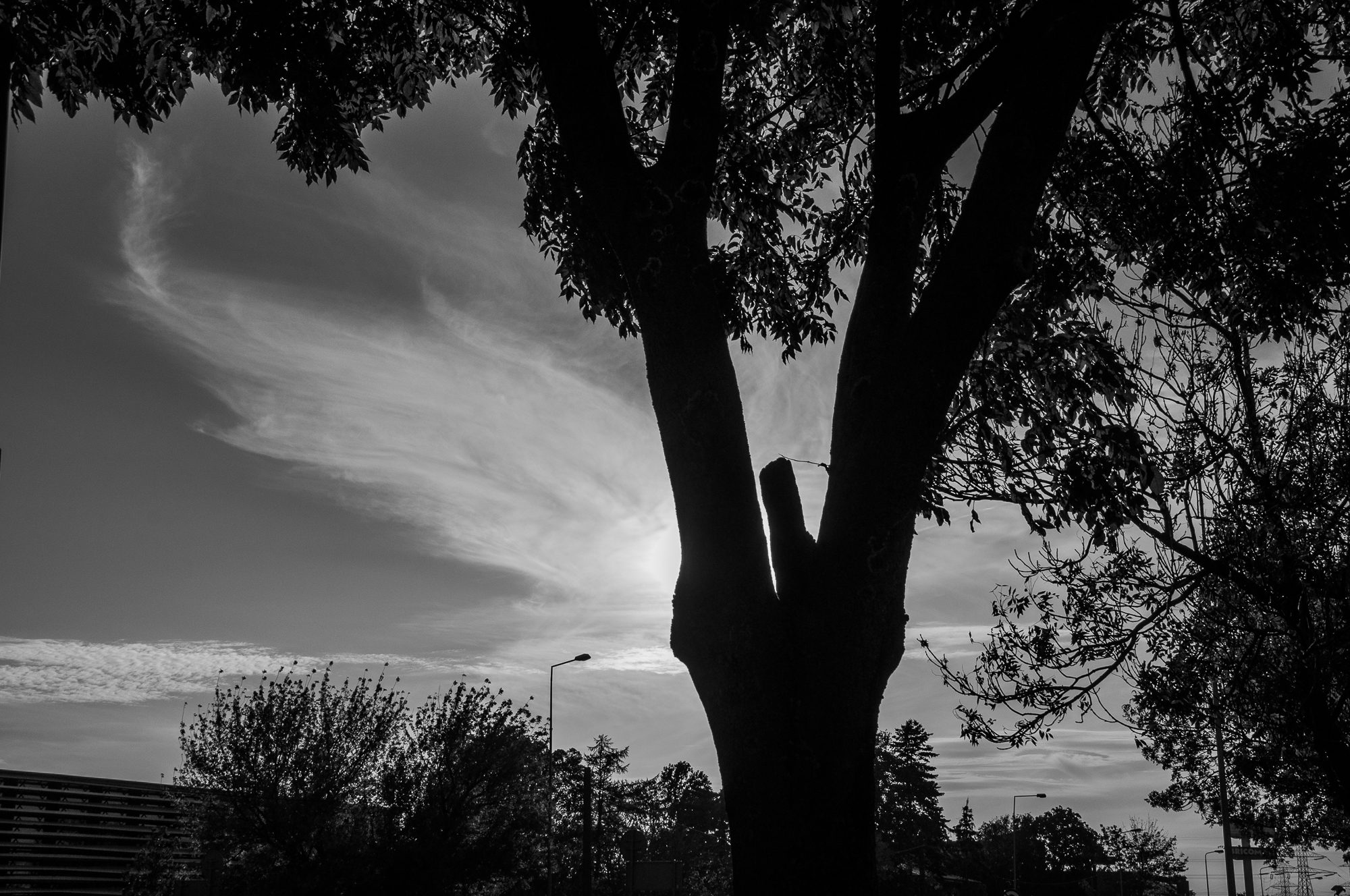 Adam Mazek Photography 2021. Warsaw Street Photography. Post: "Glittering places." Minimalism. Tree and phallus.