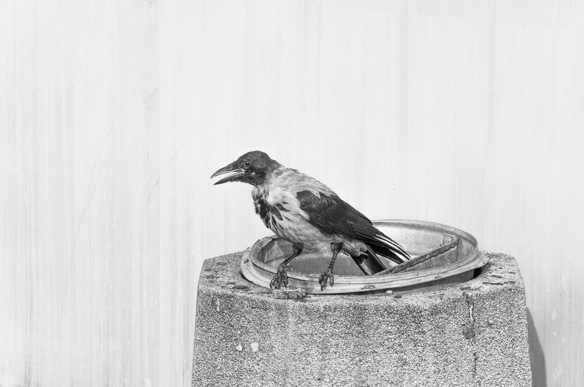 Adam Mazek Photography 2021. Warsaw Street Photography. Post: "Sunlight." Minimalism. Bird. Crow.