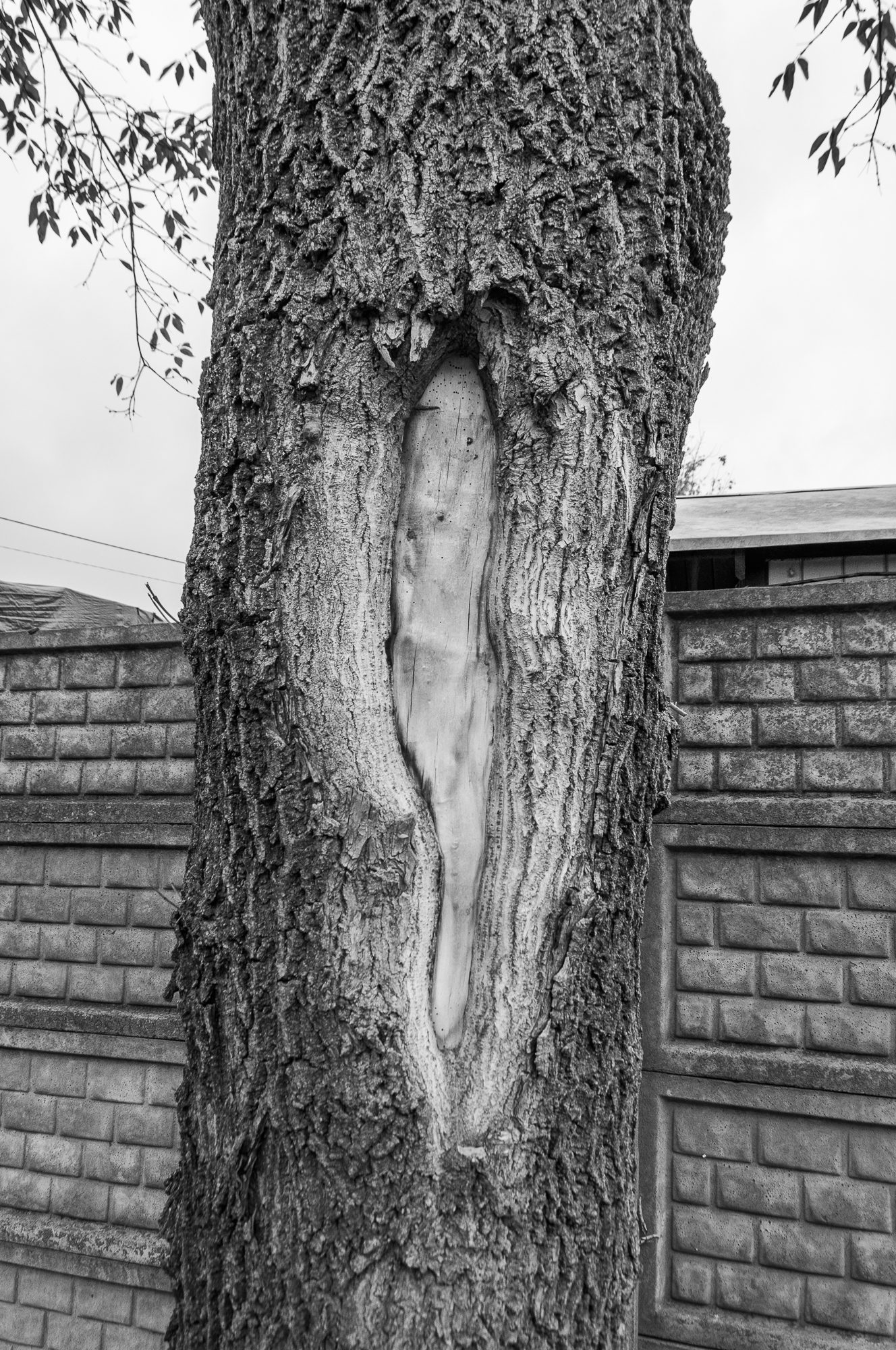 Adam Mazek Photography 2021. Warsaw Street Photography. Post: "Adrenaline." Minimalism. Tree.