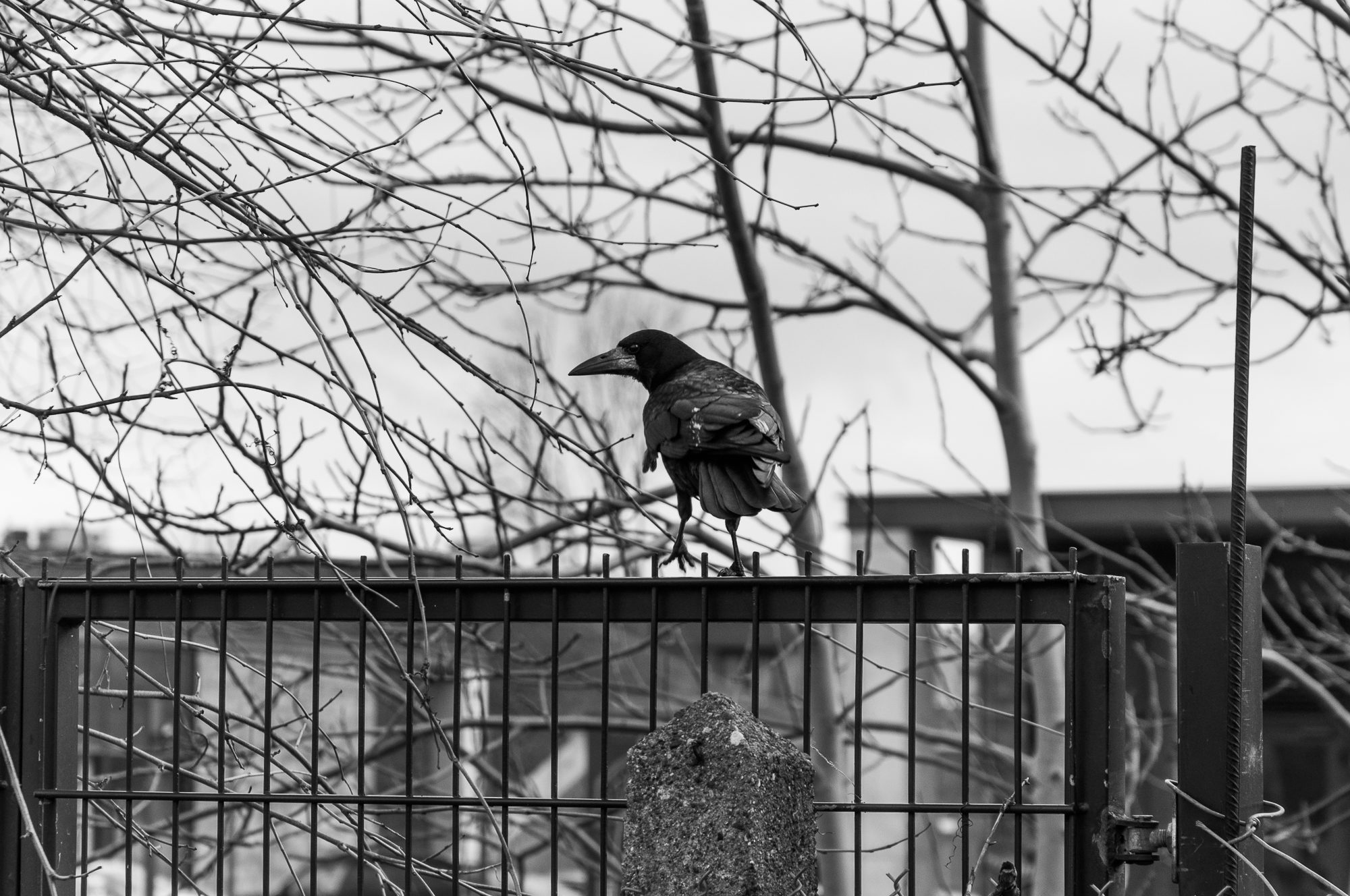 Adam Mazek Photography 2021. Warsaw Street Photography. Post: "Blogging." Bird.