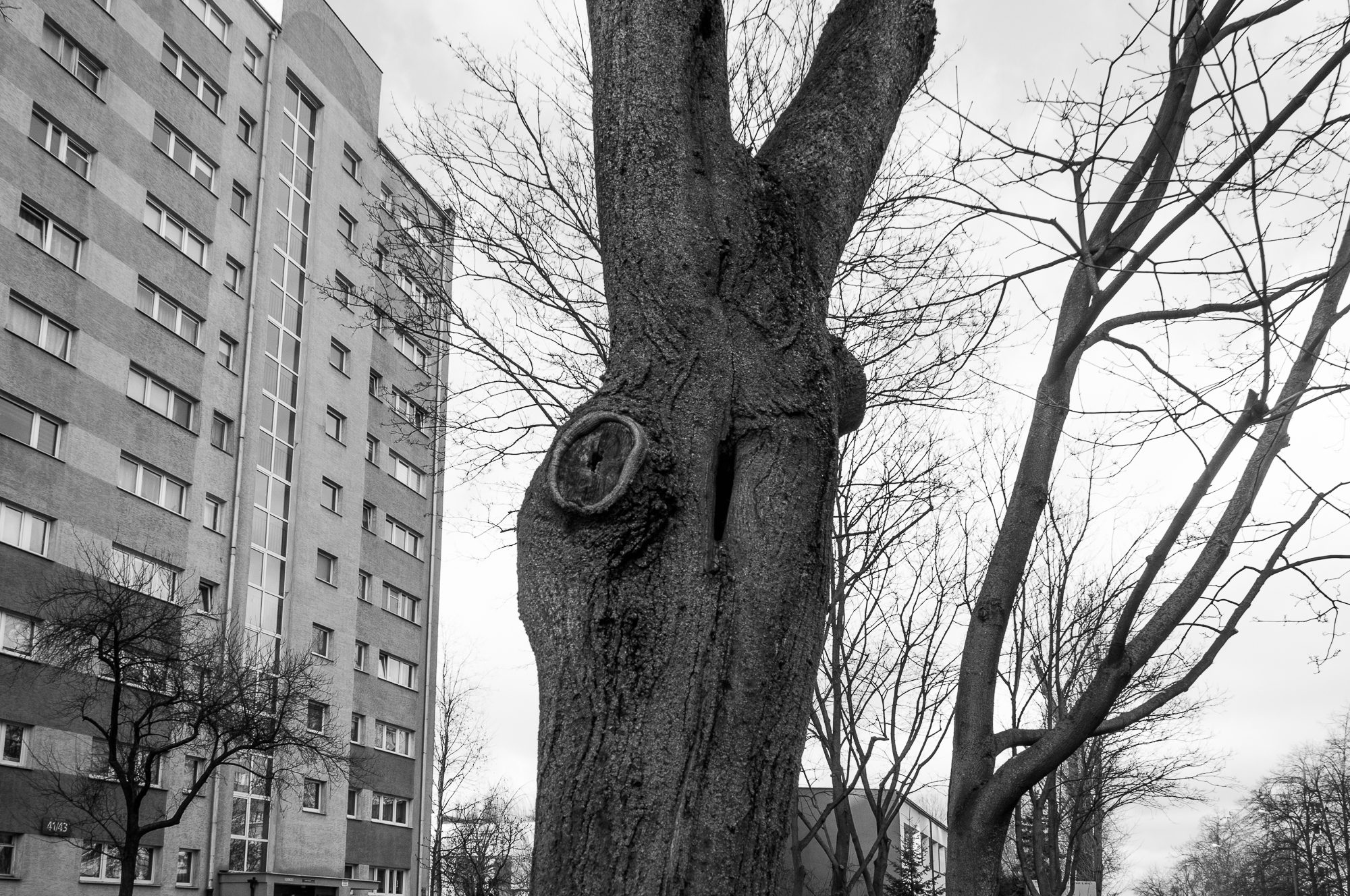 Adam Mazek Photography 2022. Warsaw Street Photography. Post: "Photographs of nature." Minimalism. Trees and block of flats.