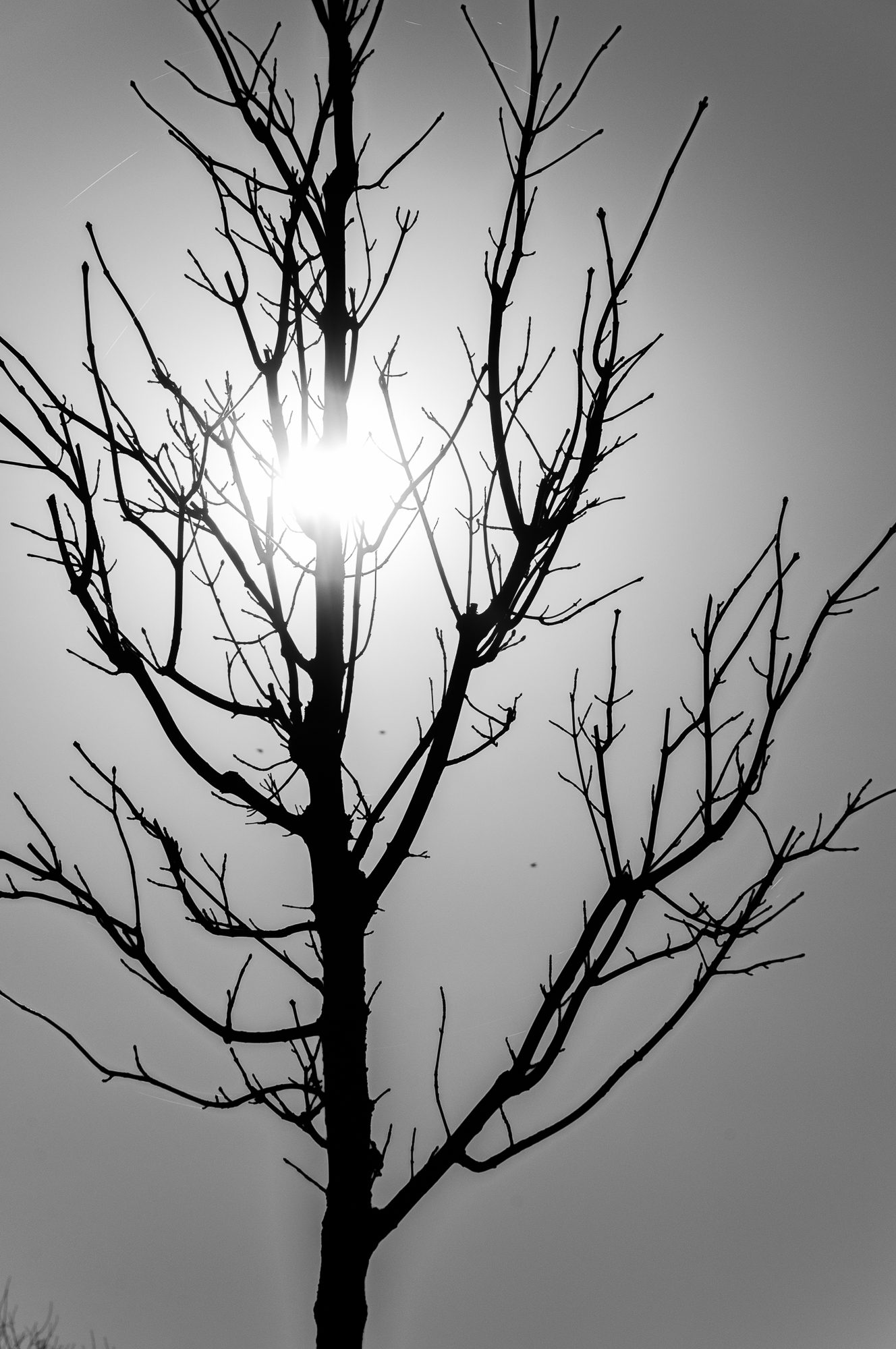 Adam Mazek Photography 2022. Warsaw Street Photography. Post: "I do not know." Minimalism. Tree and sun.