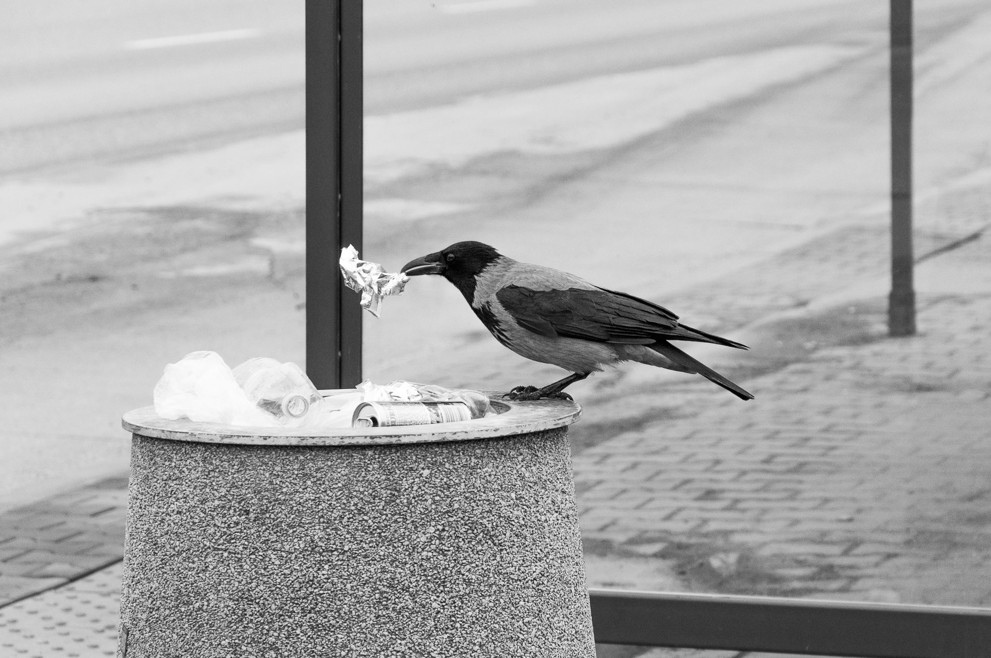Adam Mazek Photography 2022. Warsaw Street Photography. Post: "Just walk." Minimalism. Eating crow. Bird.