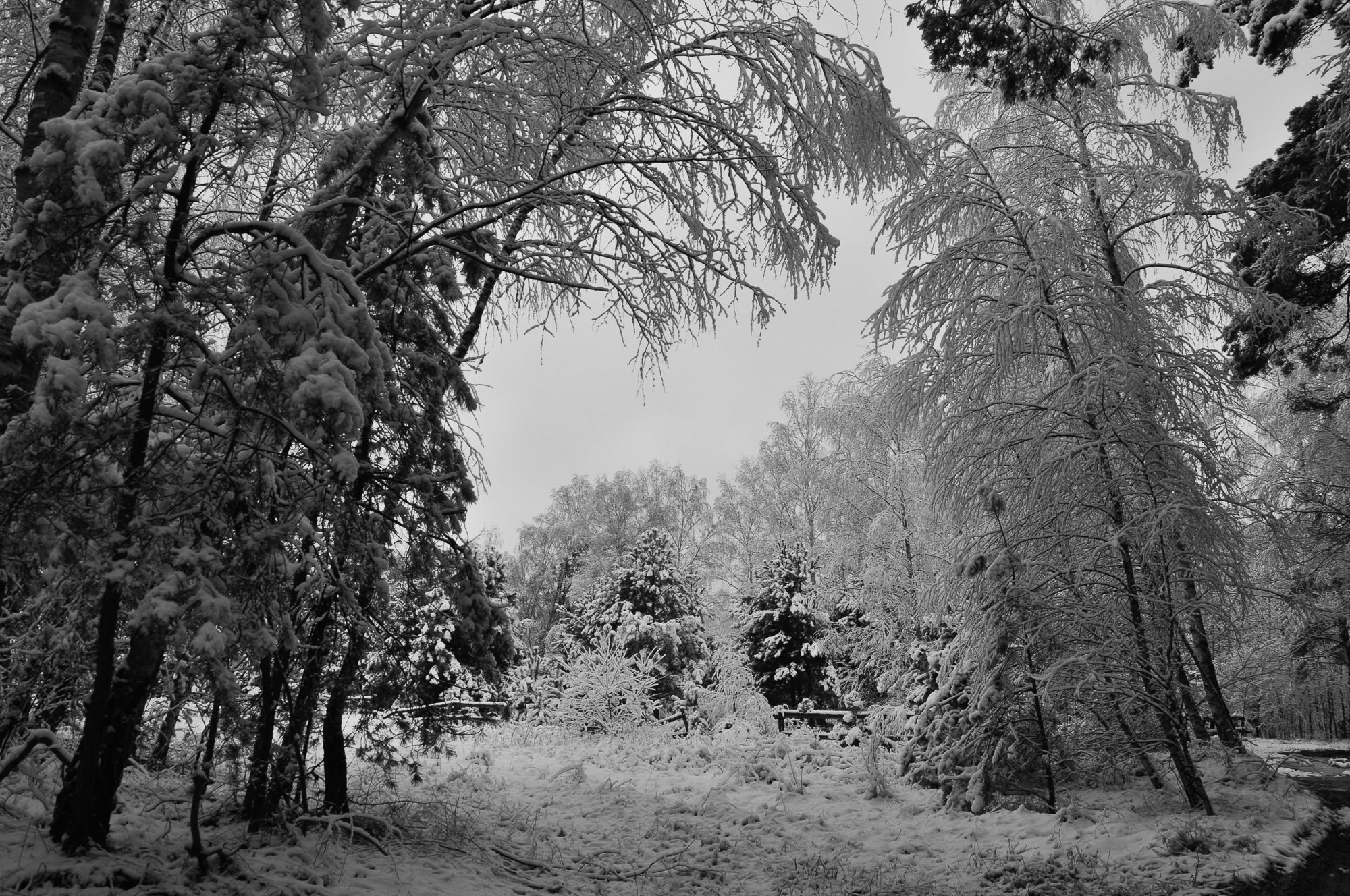 Adam Mazek Photography 2014. Brok - landscape. Post: "Frigid temperatures in the forest." Minimalism. Forest in Brok.
