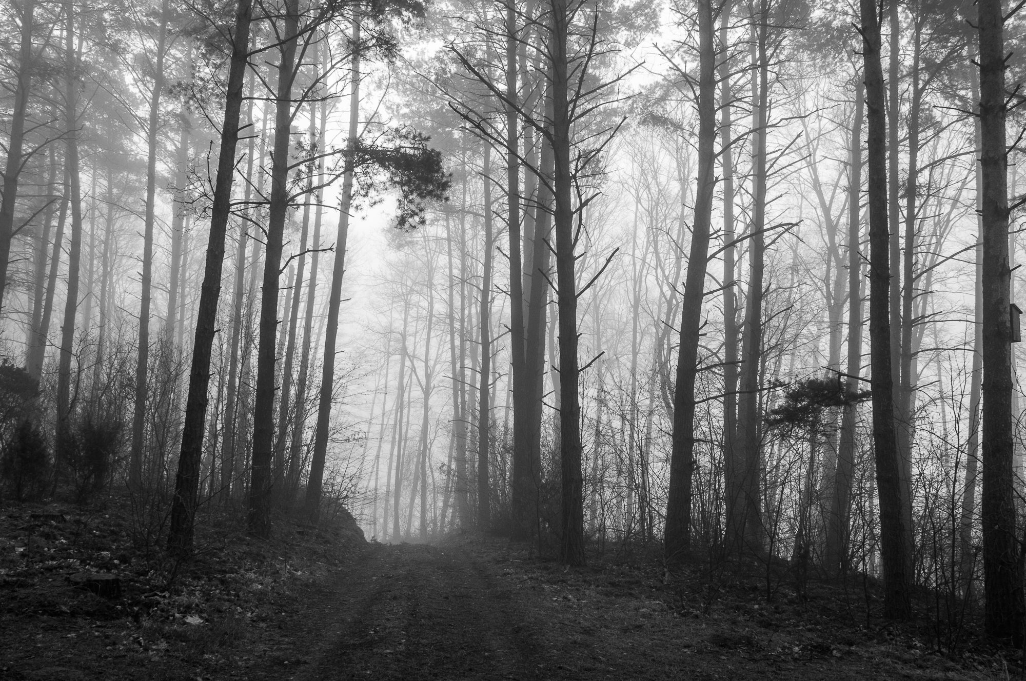 Adam Mazek Photography 2016. Brok - landscape. Post: "Dark woods." Minimalism.