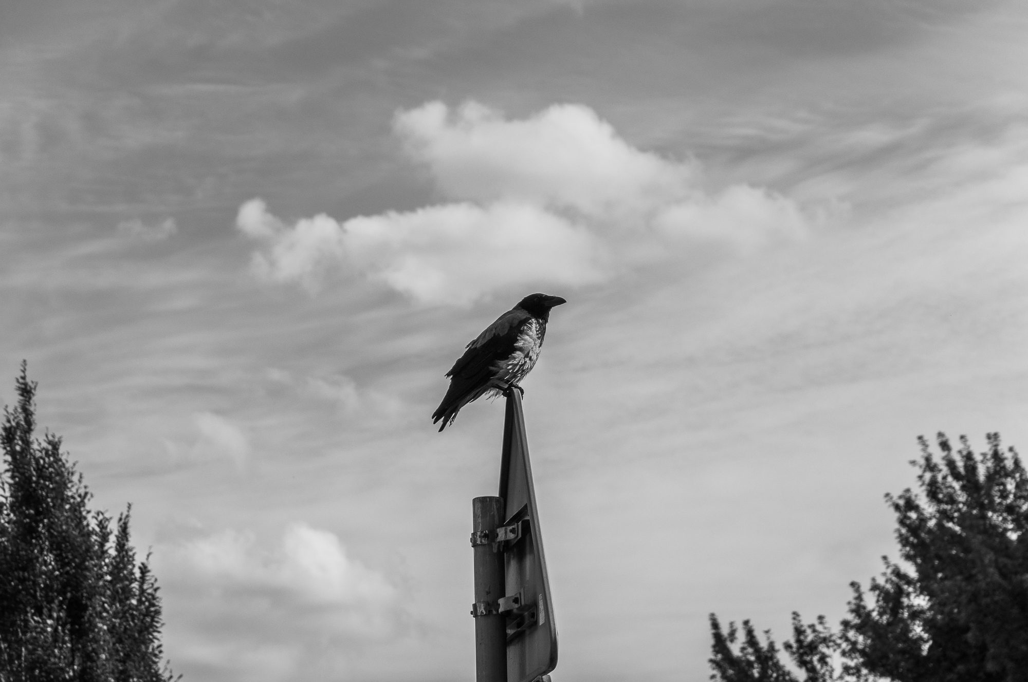 Adam Mazek Photography 2022. Warsaw Street Photography. Post: "The 10th day in a row when I was doing street photography." Birds. Animals.