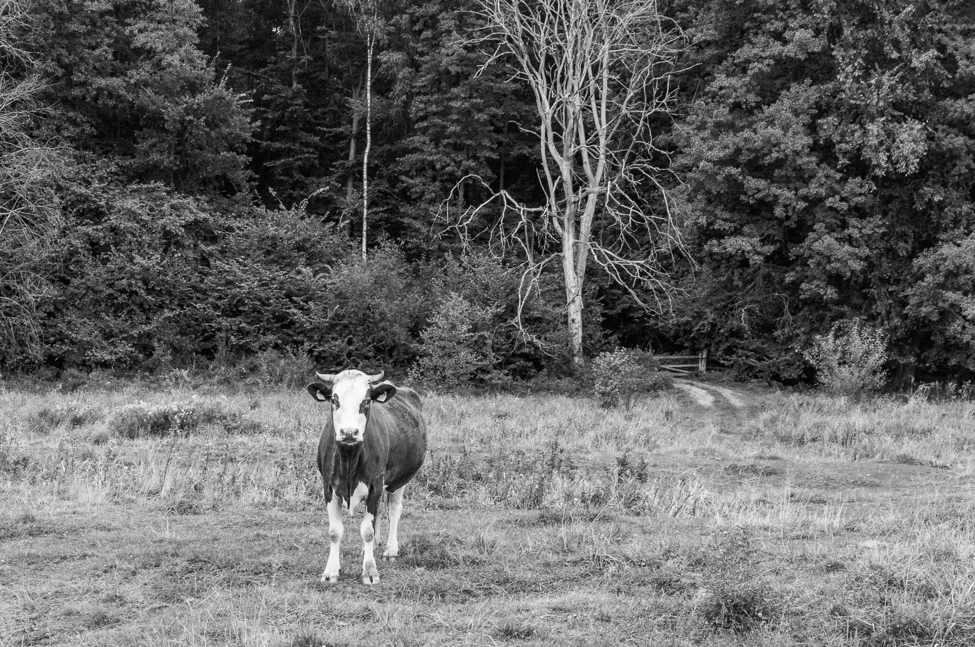 Adam Mazek Photography 2016. Brok. Post: "A cow." Minimalism.