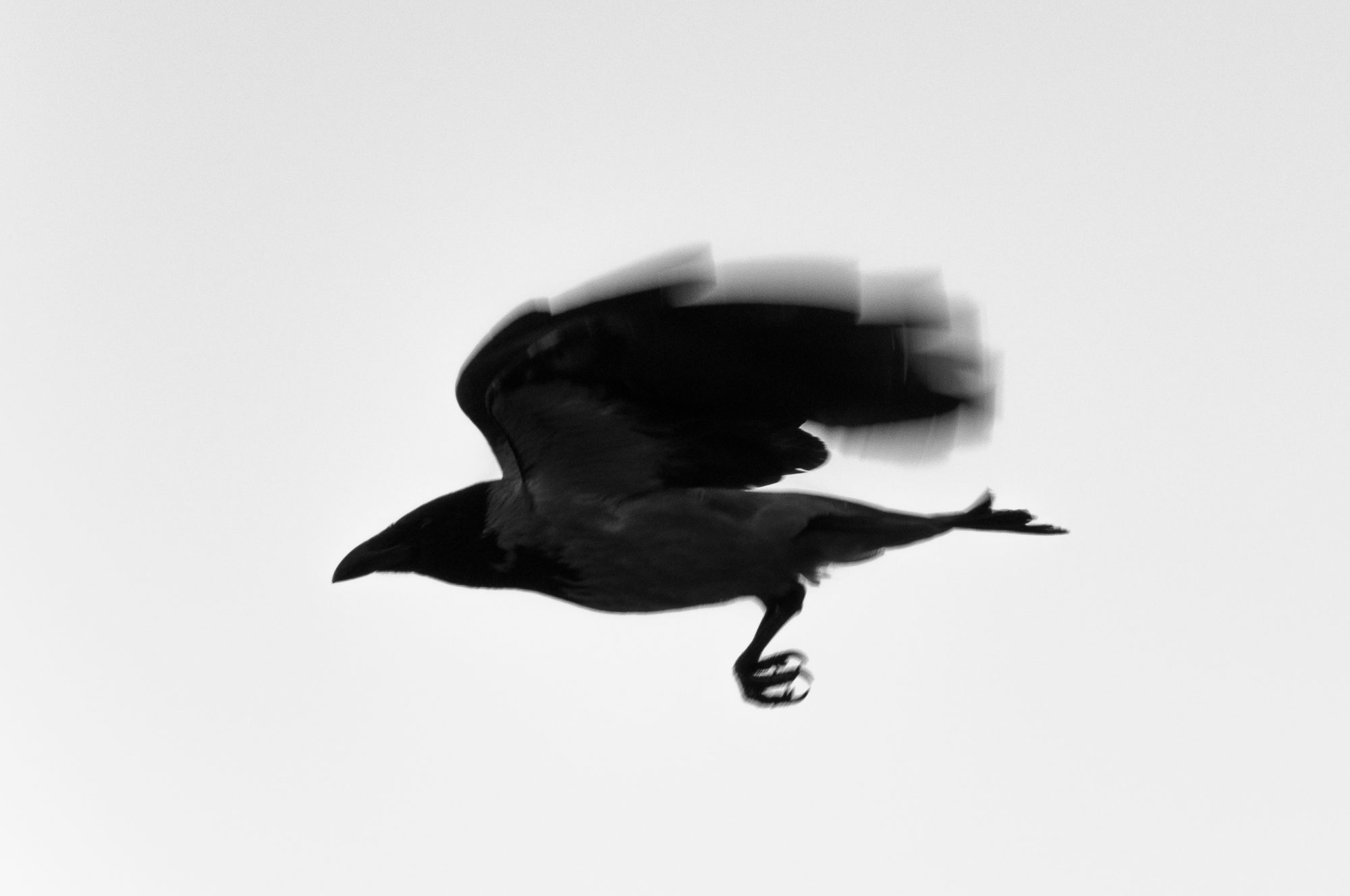 Adam Mazek Photography 2019. Warsaw Street Photography. Post: "Something ends, something begins." Bird. Animal.