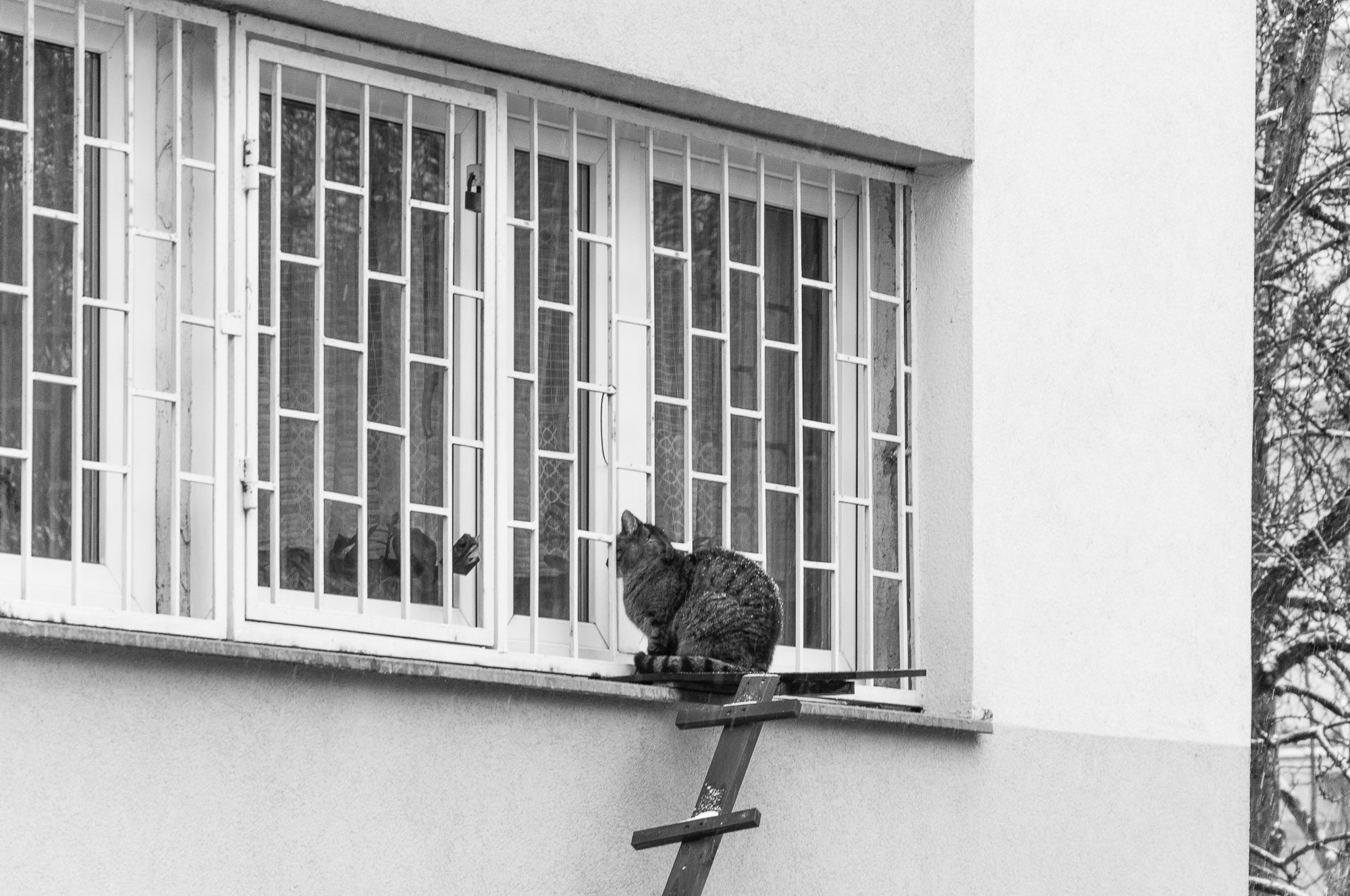 Adam Mazek Photography 2023. Warsaw Street Photography. Post: "Trip to the Masuria region." Cat. Animal.
