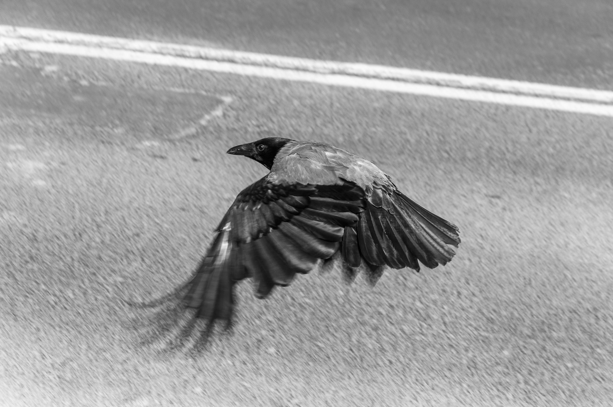Adam Mazek Photography 2022. Warsaw Street Photography. Post: "Mundane outskirts." Bird. Animal.