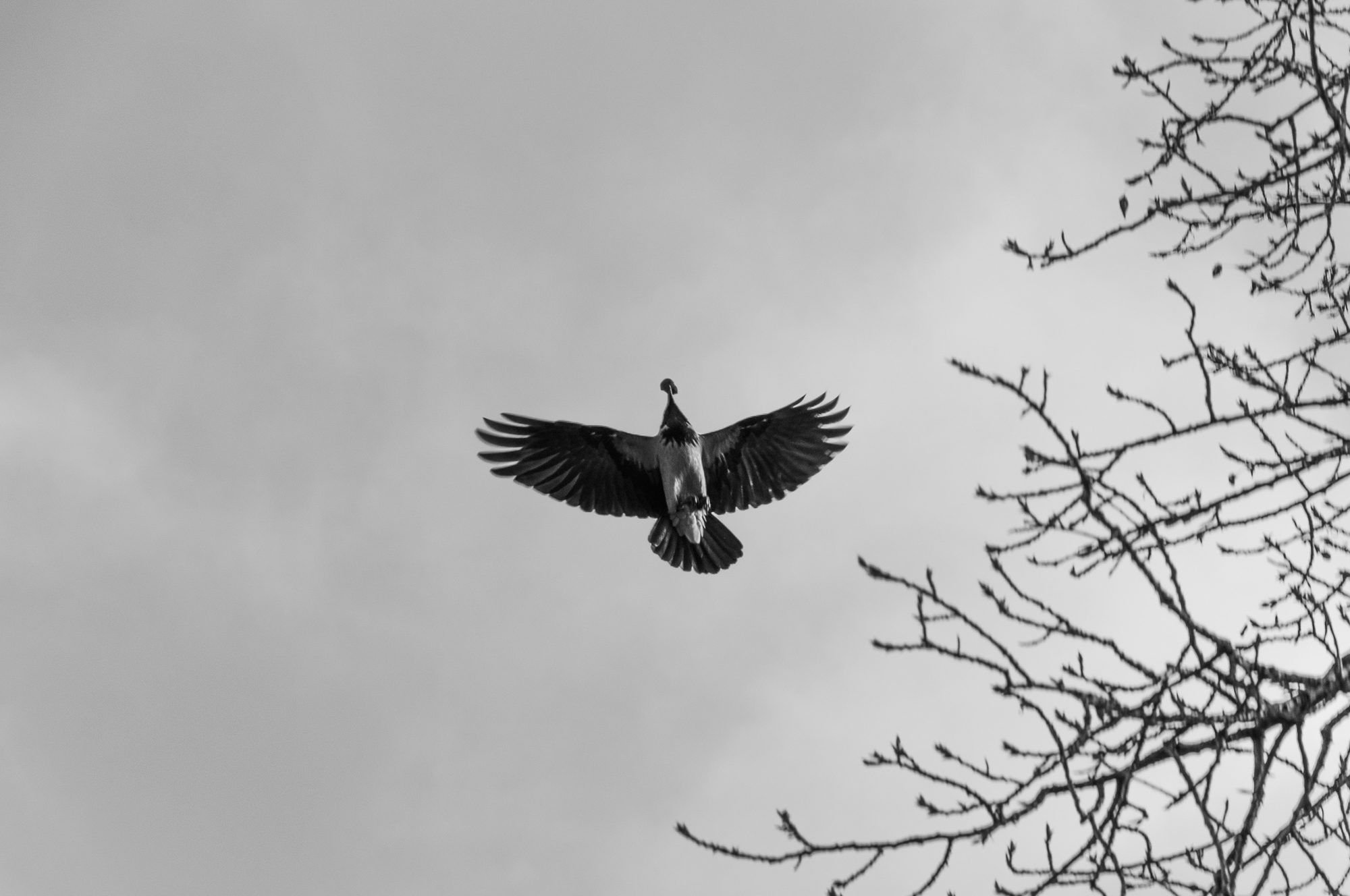 Adam Mazek Photography 2020. Warsaw Street Photography. Post: "Risk." Bird. Animal.