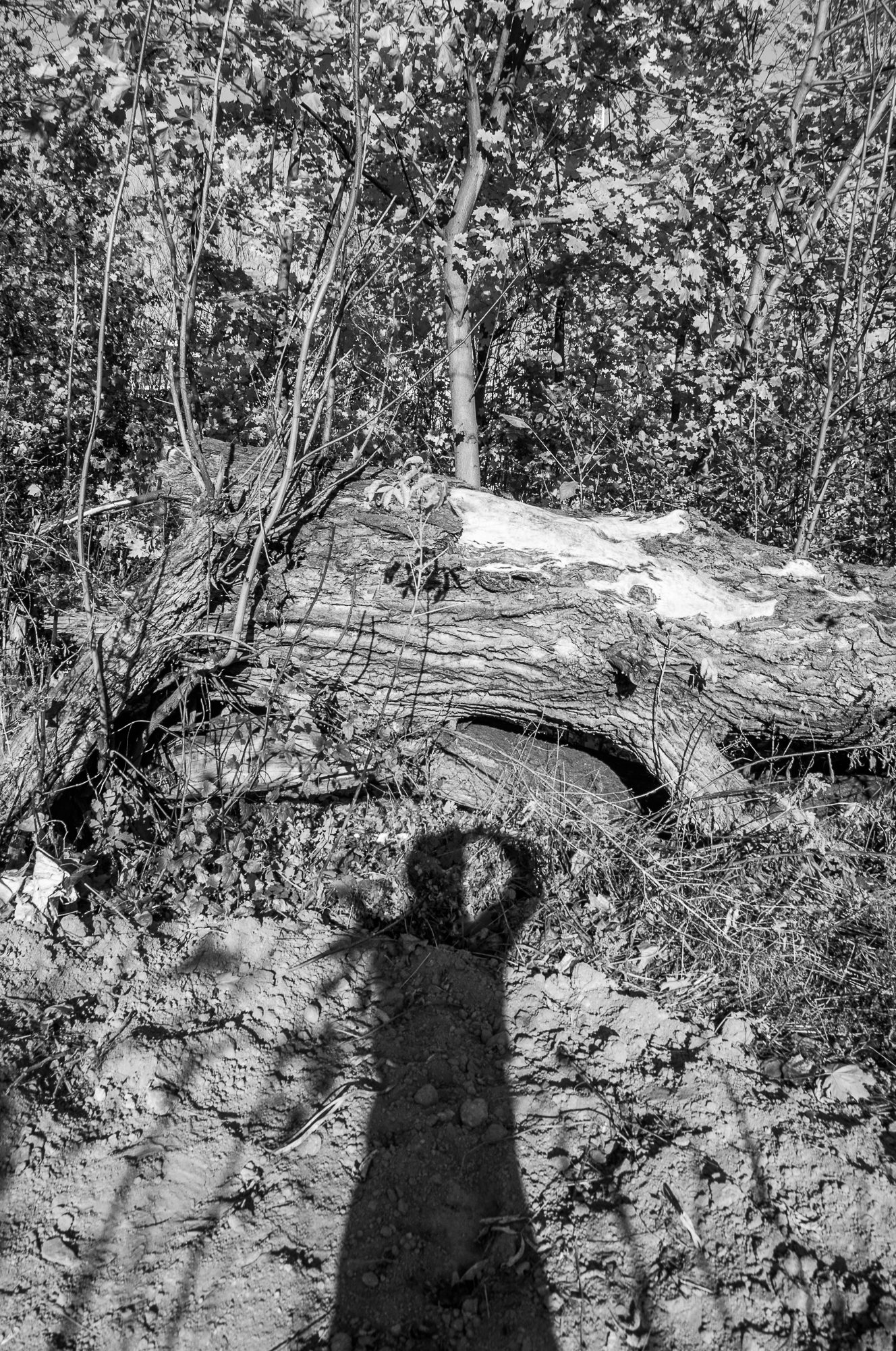 Adam Mazek Photography 2022. Warsaw Street Photography. Post: "Healing forest." Minimalism. Selfie.