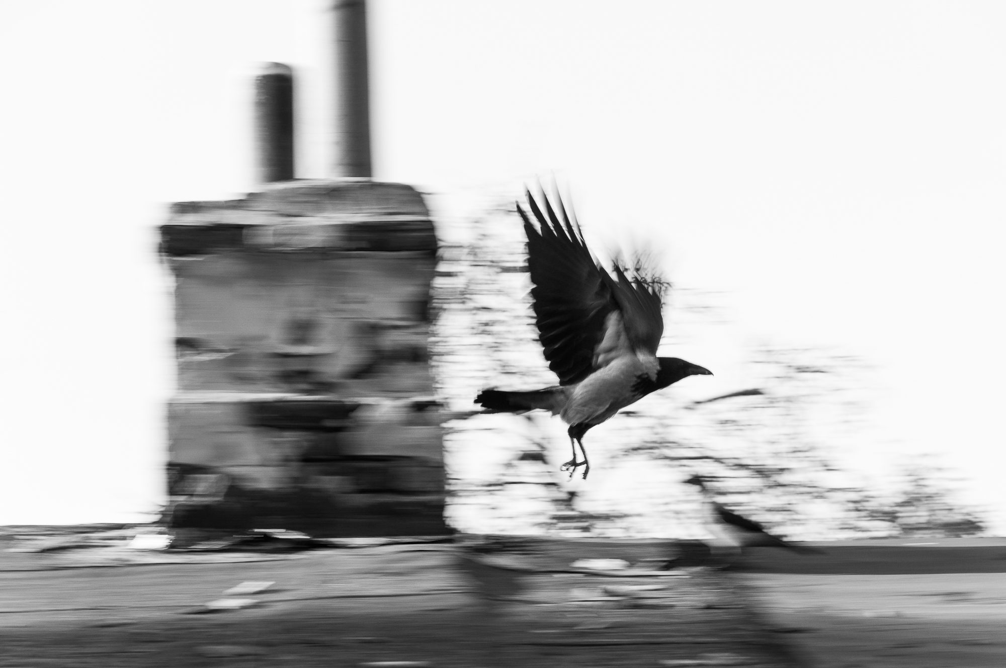 Adam Mazek Photography 2022. Warsaw Street Photography. Post: "Cold forest." Birds. Animal.