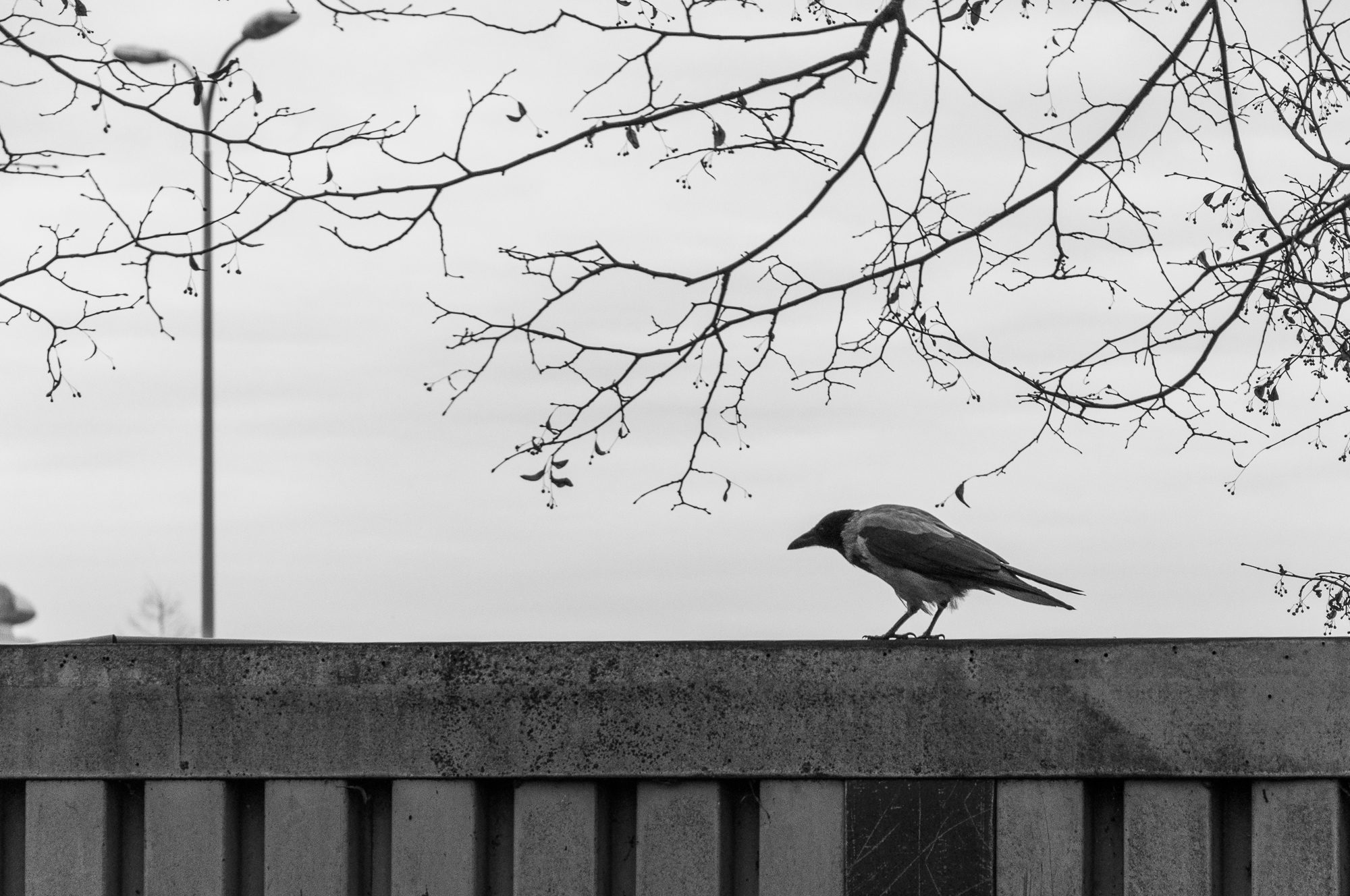 Adam Mazek Photography 2022. Warsaw Street Photography. Post: "Experiment." Bird. Animal.