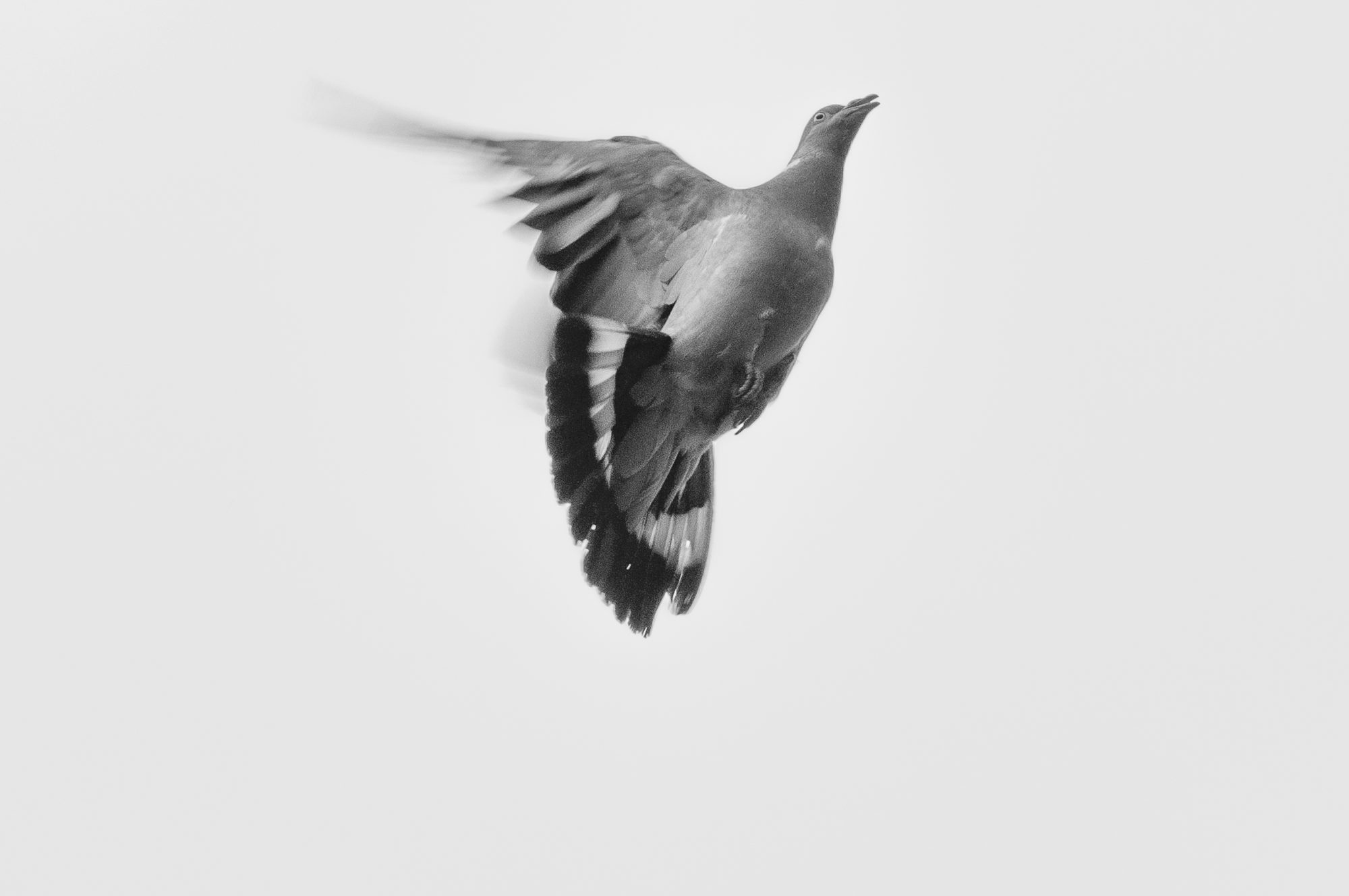 Adam Mazek Photography 2020. Warsaw Street Photography. Post: "The best actor." Bird. Animal.