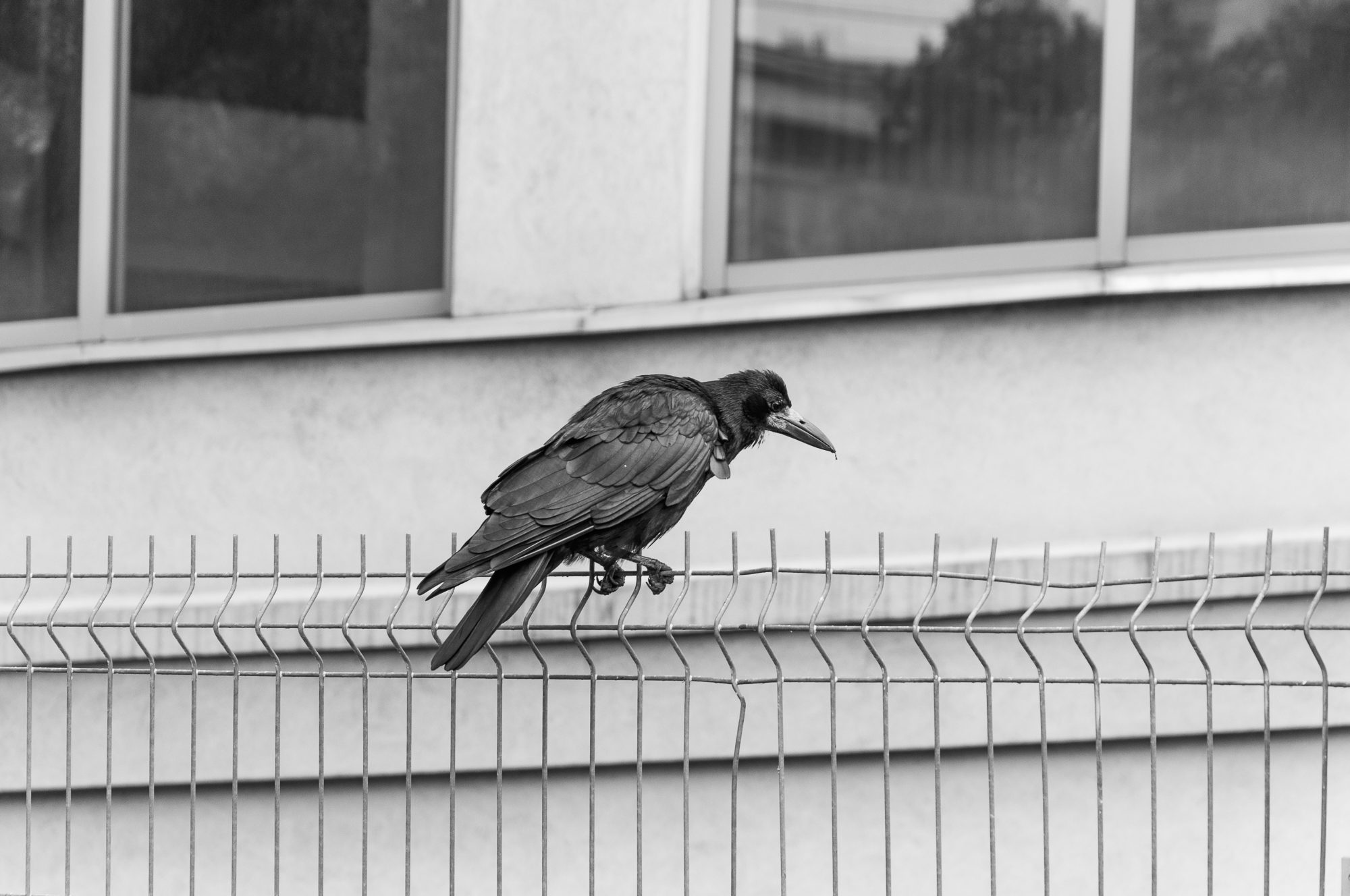 Adam Mazek Photography 2023. Warsaw Street Photography. Post: "Artists are present." Bird. Animal.